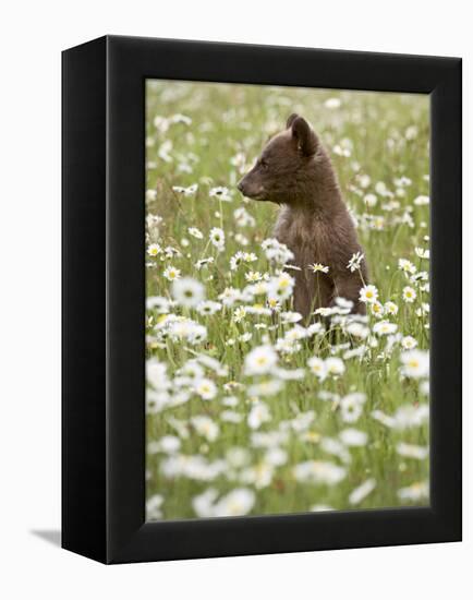 Black Bear Cub Among Oxeye Daisy, in Captivity, Sandstone, Minnesota, USA-James Hager-Framed Premier Image Canvas