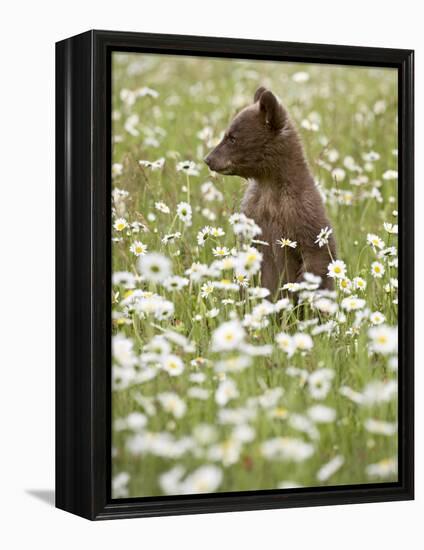 Black Bear Cub Among Oxeye Daisy, in Captivity, Sandstone, Minnesota, USA-James Hager-Framed Premier Image Canvas