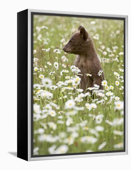 Black Bear Cub Among Oxeye Daisy, in Captivity, Sandstone, Minnesota, USA-James Hager-Framed Premier Image Canvas