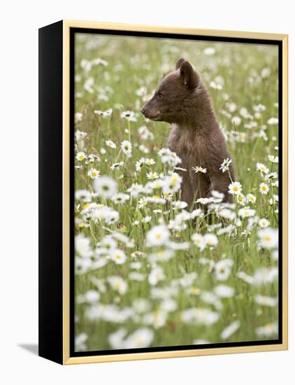 Black Bear Cub Among Oxeye Daisy, in Captivity, Sandstone, Minnesota, USA-James Hager-Framed Premier Image Canvas