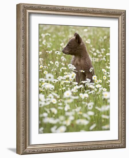 Black Bear Cub Among Oxeye Daisy, in Captivity, Sandstone, Minnesota, USA-James Hager-Framed Photographic Print