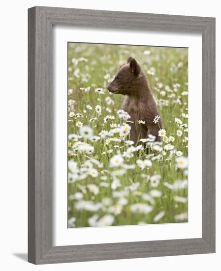 Black Bear Cub Among Oxeye Daisy, in Captivity, Sandstone, Minnesota, USA-James Hager-Framed Photographic Print