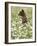 Black Bear Cub Among Oxeye Daisy, in Captivity, Sandstone, Minnesota, USA-James Hager-Framed Photographic Print