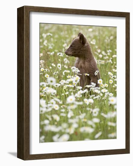 Black Bear Cub Among Oxeye Daisy, in Captivity, Sandstone, Minnesota, USA-James Hager-Framed Photographic Print