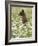 Black Bear Cub Among Oxeye Daisy, in Captivity, Sandstone, Minnesota, USA-James Hager-Framed Photographic Print