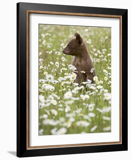 Black Bear Cub Among Oxeye Daisy, in Captivity, Sandstone, Minnesota, USA-James Hager-Framed Photographic Print