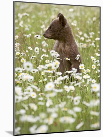 Black Bear Cub Among Oxeye Daisy, in Captivity, Sandstone, Minnesota, USA-James Hager-Mounted Photographic Print