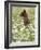 Black Bear Cub Among Oxeye Daisy, in Captivity, Sandstone, Minnesota, USA-James Hager-Framed Photographic Print