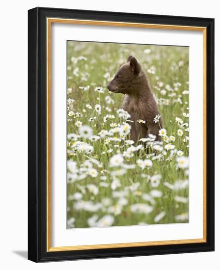 Black Bear Cub Among Oxeye Daisy, in Captivity, Sandstone, Minnesota, USA-James Hager-Framed Photographic Print