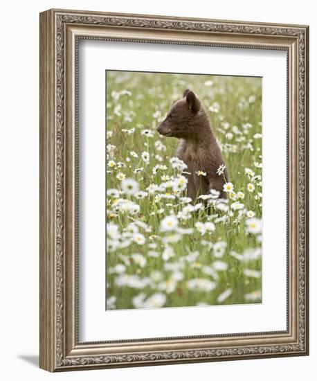 Black Bear Cub Among Oxeye Daisy, in Captivity, Sandstone, Minnesota, USA-James Hager-Framed Premium Photographic Print