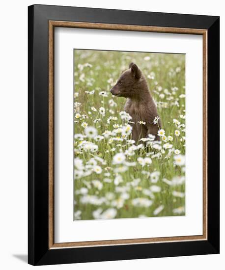 Black Bear Cub Among Oxeye Daisy, in Captivity, Sandstone, Minnesota, USA-James Hager-Framed Premium Photographic Print
