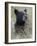 Black Bear Cub Eating Saskatoon Berries, Waterton Lakes National Park, Alberta-James Hager-Framed Photographic Print