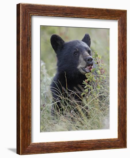 Black Bear Cub Eating Saskatoon Berries, Waterton Lakes National Park, Alberta-James Hager-Framed Photographic Print