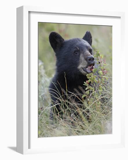 Black Bear Cub Eating Saskatoon Berries, Waterton Lakes National Park, Alberta-James Hager-Framed Photographic Print