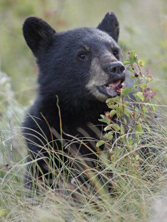 Black Bear Cub Eating Saskatoon Berries, Waterton Lakes National Park ...