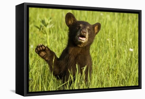 Black Bear Cub in Green Grass-W^ Perry Conway-Framed Premier Image Canvas