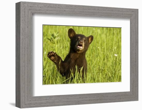 Black Bear Cub in Green Grass-W^ Perry Conway-Framed Photographic Print