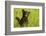 Black Bear Cub in Green Grass-W^ Perry Conway-Framed Photographic Print