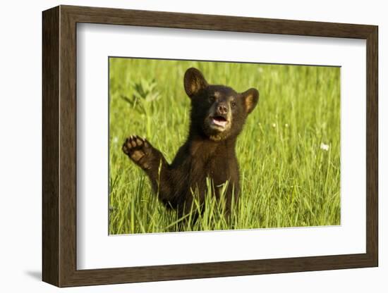 Black Bear Cub in Green Grass-W^ Perry Conway-Framed Photographic Print