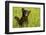 Black Bear Cub in Green Grass-W^ Perry Conway-Framed Photographic Print