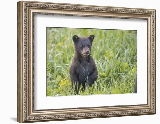 Black bear cub in spring.-Richard Wright-Framed Photographic Print