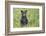 Black bear cub in spring.-Richard Wright-Framed Photographic Print