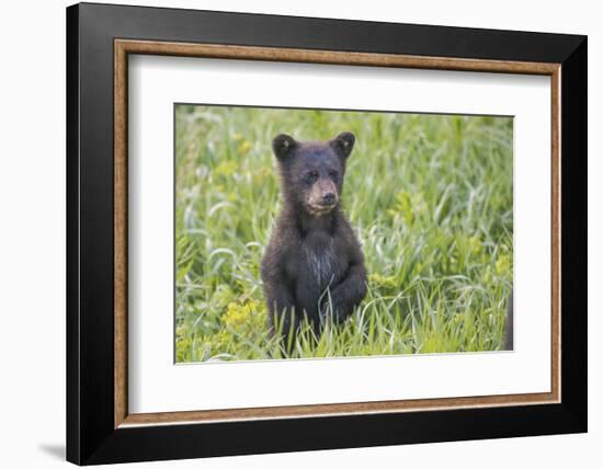 Black bear cub in spring.-Richard Wright-Framed Photographic Print