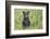 Black bear cub in spring.-Richard Wright-Framed Photographic Print