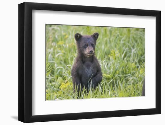 Black bear cub in spring.-Richard Wright-Framed Photographic Print