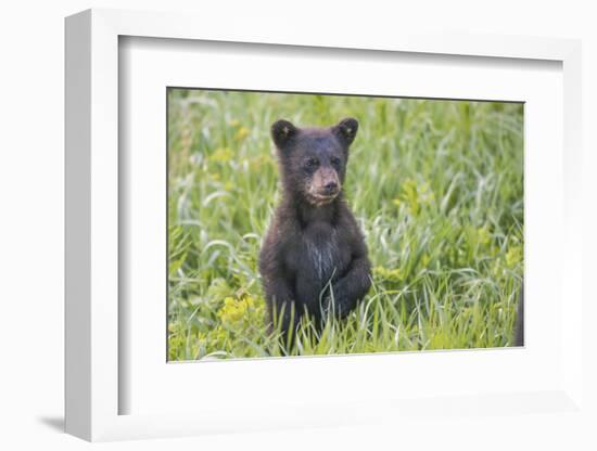 Black bear cub in spring.-Richard Wright-Framed Photographic Print