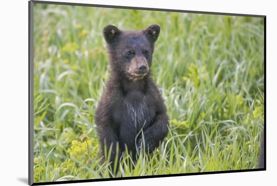 Black bear cub in spring.-Richard Wright-Mounted Photographic Print