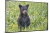 Black bear cub in spring.-Richard Wright-Mounted Photographic Print