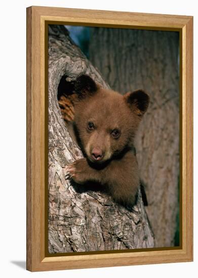 Black Bear Cub in Tree-W^ Perry Conway-Framed Premier Image Canvas