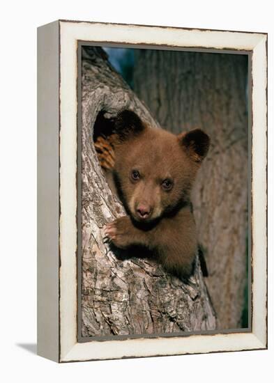 Black Bear Cub in Tree-W^ Perry Conway-Framed Premier Image Canvas