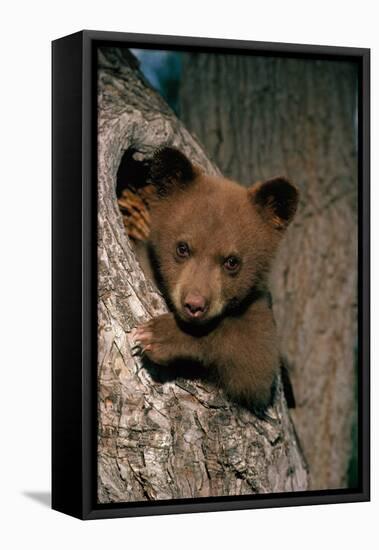Black Bear Cub in Tree-W^ Perry Conway-Framed Premier Image Canvas