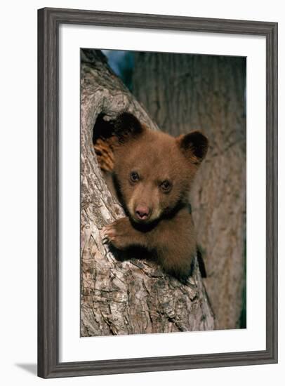 Black Bear Cub in Tree-W^ Perry Conway-Framed Photographic Print