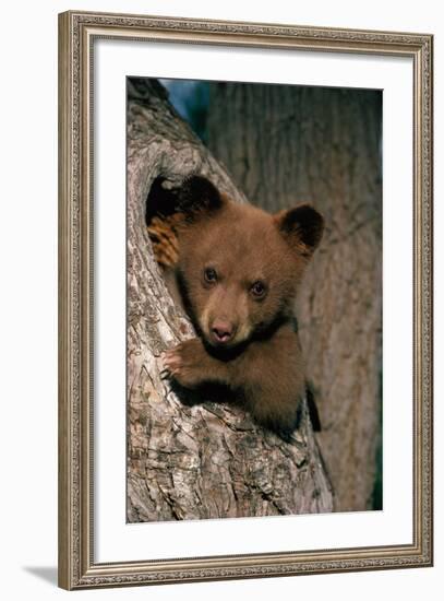 Black Bear Cub in Tree-W^ Perry Conway-Framed Photographic Print