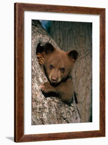 Black Bear Cub in Tree-W^ Perry Conway-Framed Photographic Print