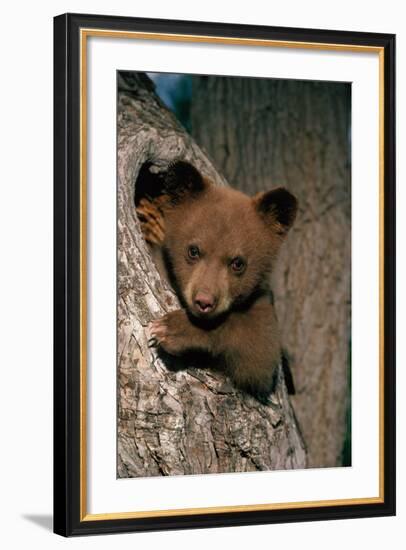 Black Bear Cub in Tree-W^ Perry Conway-Framed Photographic Print