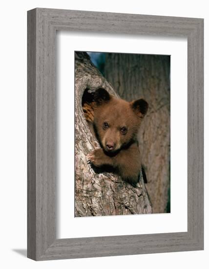 Black Bear Cub in Tree-W^ Perry Conway-Framed Photographic Print