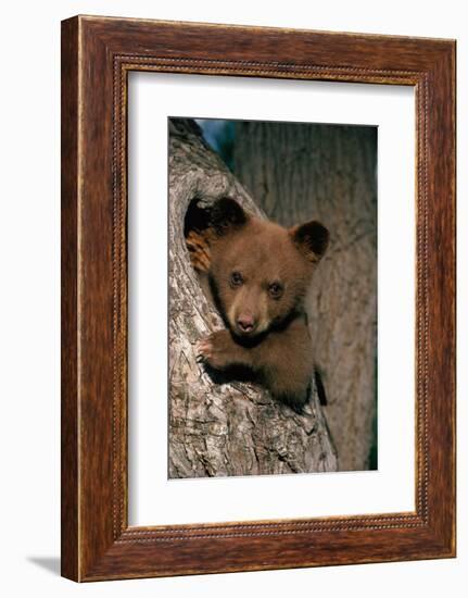 Black Bear Cub in Tree-W^ Perry Conway-Framed Photographic Print