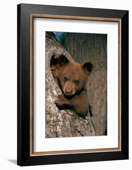 Black Bear Cub in Tree-W^ Perry Conway-Framed Photographic Print