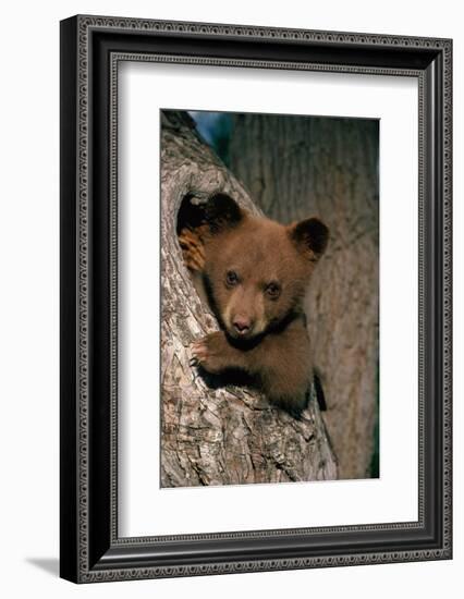 Black Bear Cub in Tree-W^ Perry Conway-Framed Photographic Print