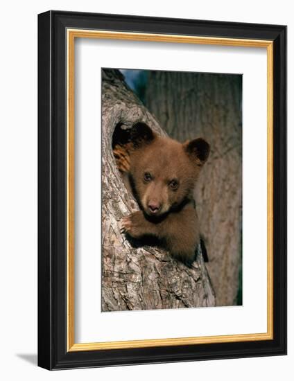 Black Bear Cub in Tree-W^ Perry Conway-Framed Photographic Print