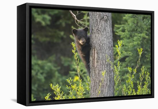 Black bear cub in tree-Richard Wright-Framed Premier Image Canvas