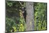 Black bear cub in tree-Richard Wright-Mounted Photographic Print