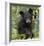 Black Bear Cub, Minnesota-Wendy Kaveney-Framed Art Print
