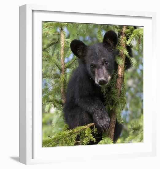 Black Bear Cub, Minnesota-Wendy Kaveney-Framed Art Print