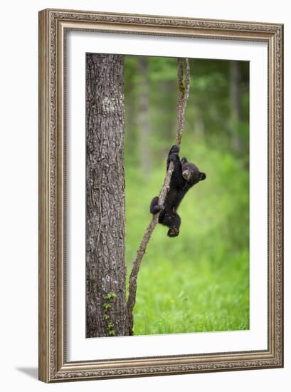 Black Bear Cub Playing on Tree Limb, Tennessee-Don Grall-Framed Art Print