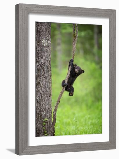 Black Bear Cub Playing on Tree Limb, Tennessee-Don Grall-Framed Art Print